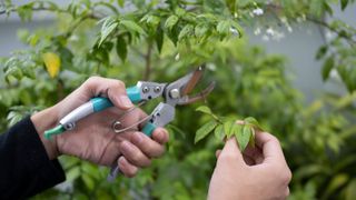 pruning a shrub with secateurs