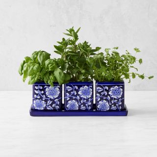 Blue & White Ceramic Herb Tray with Pots