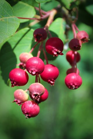 The underripe pink-red berries of the juneberry tree