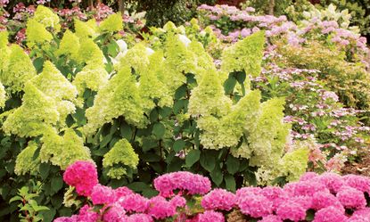 Green Hydrangea flowers in bed Alamy