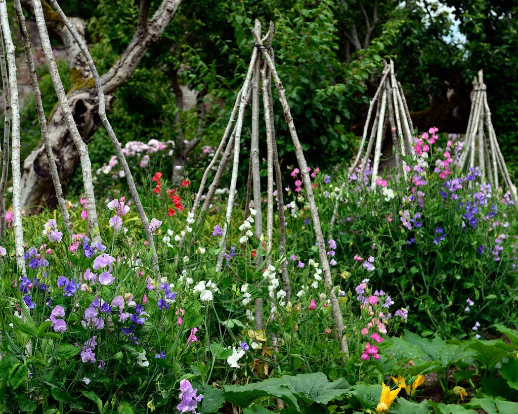 How to grow sweet peas from seed in borders and pots Homes & Gardens