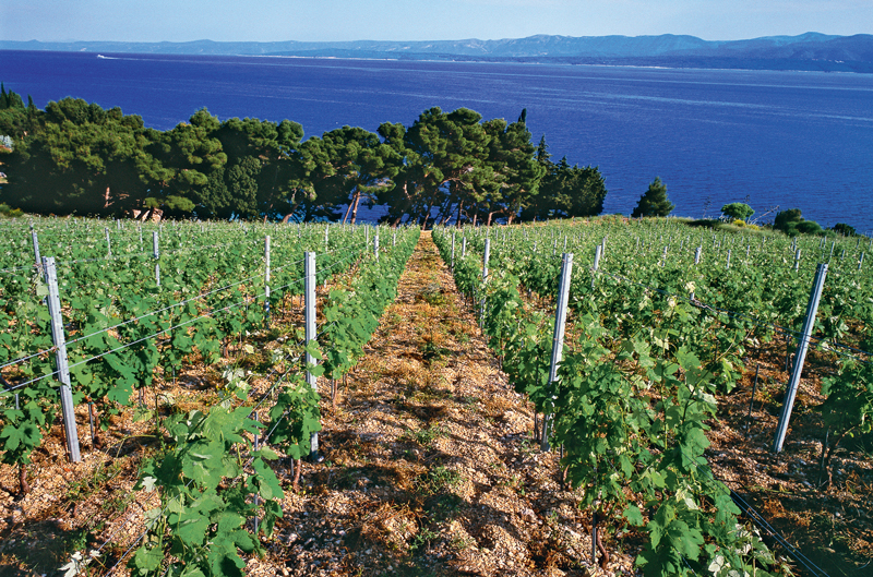 Murvica vineyard, Bakovi&amp;#263; winery