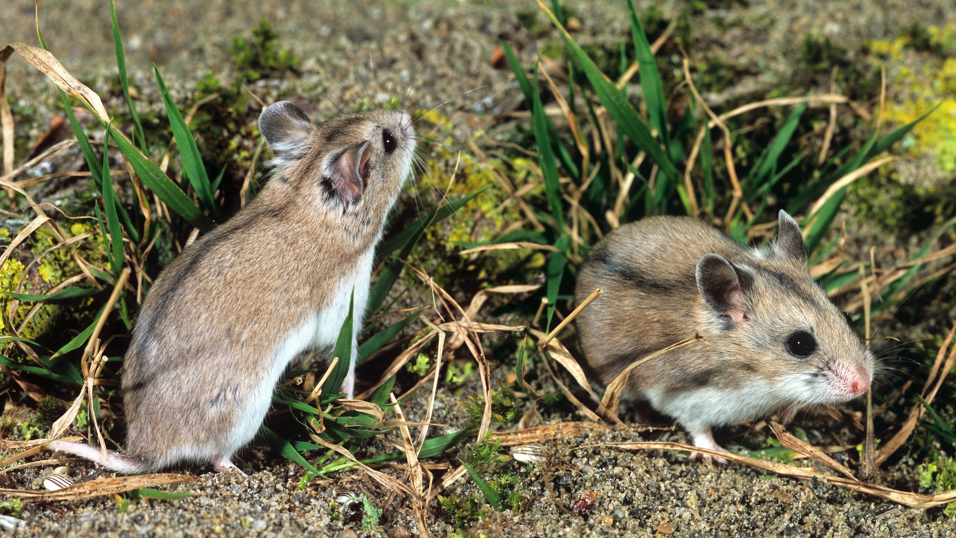 Chinese striped hamsters are very similar to sokolov's hamsters