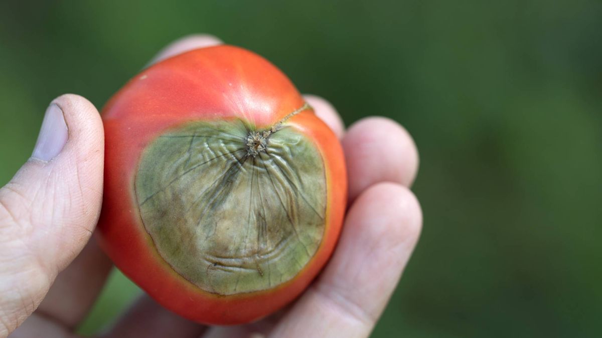 Can You Save Tomatoes With Blossom End Rot? What To Pick, Toss, And Leave On The Vine
