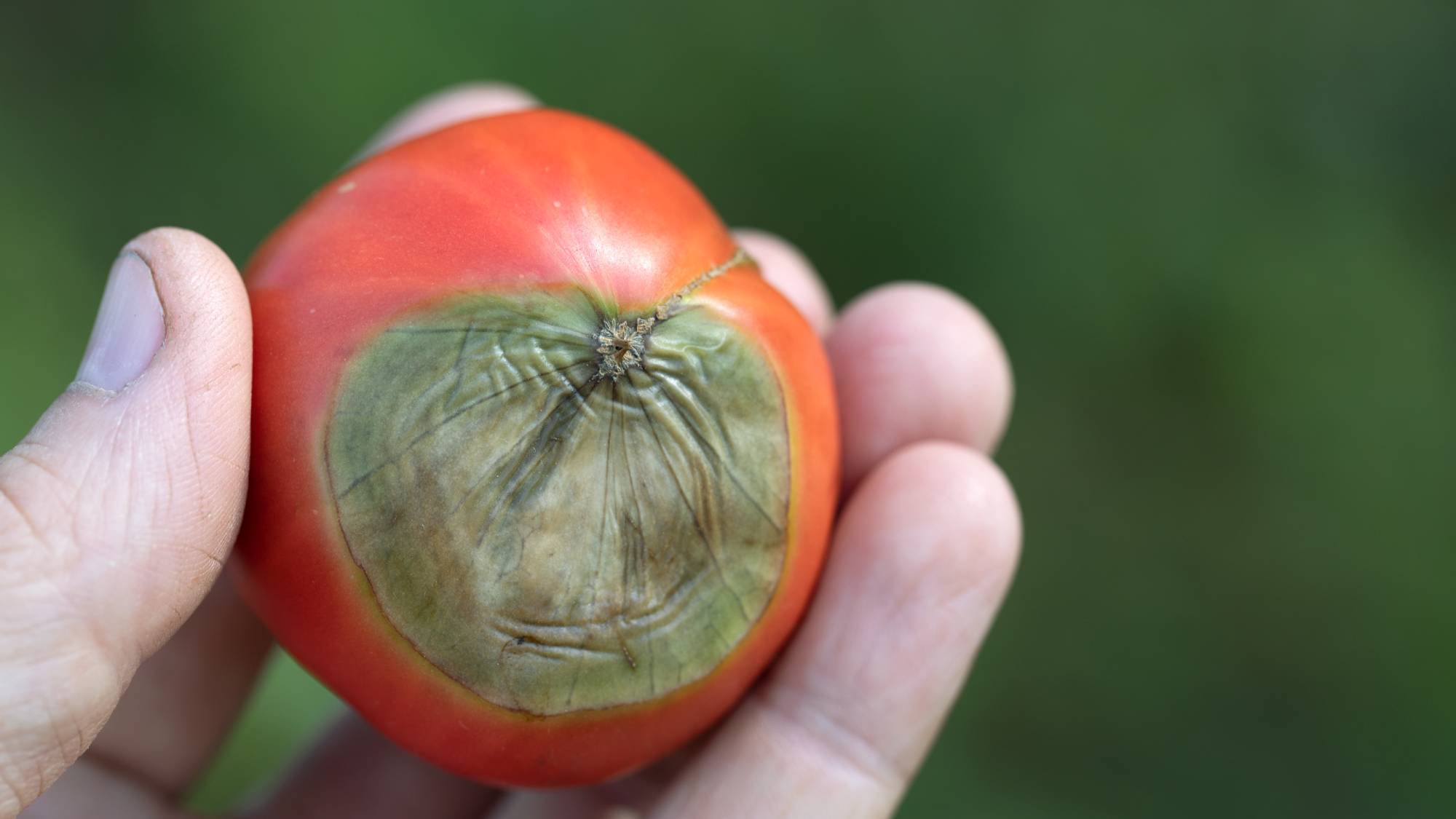 A hand holding a tomato with blossom end rot