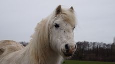 Willow-1.jpg