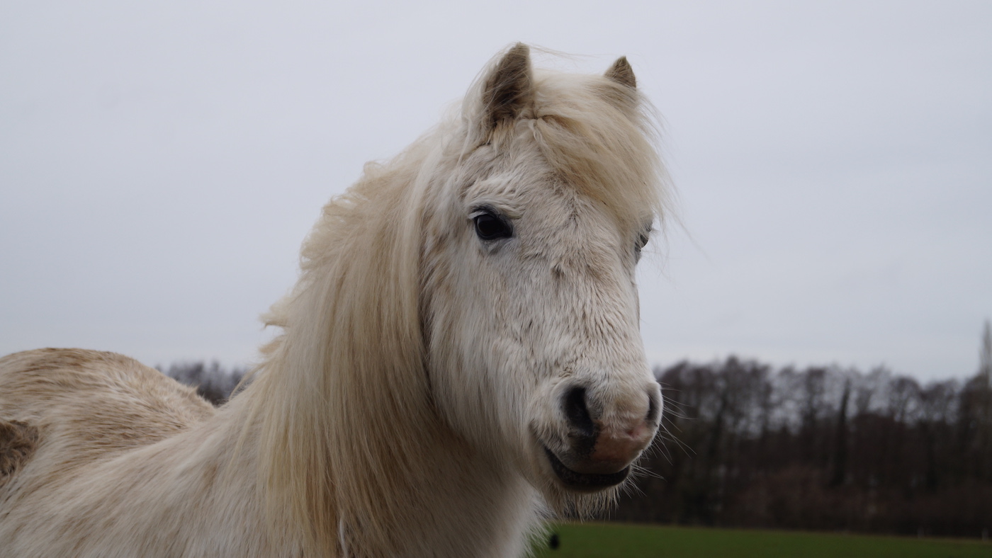 Willow-1.jpg