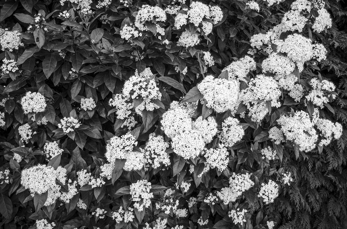 Leica M10 Monochrom