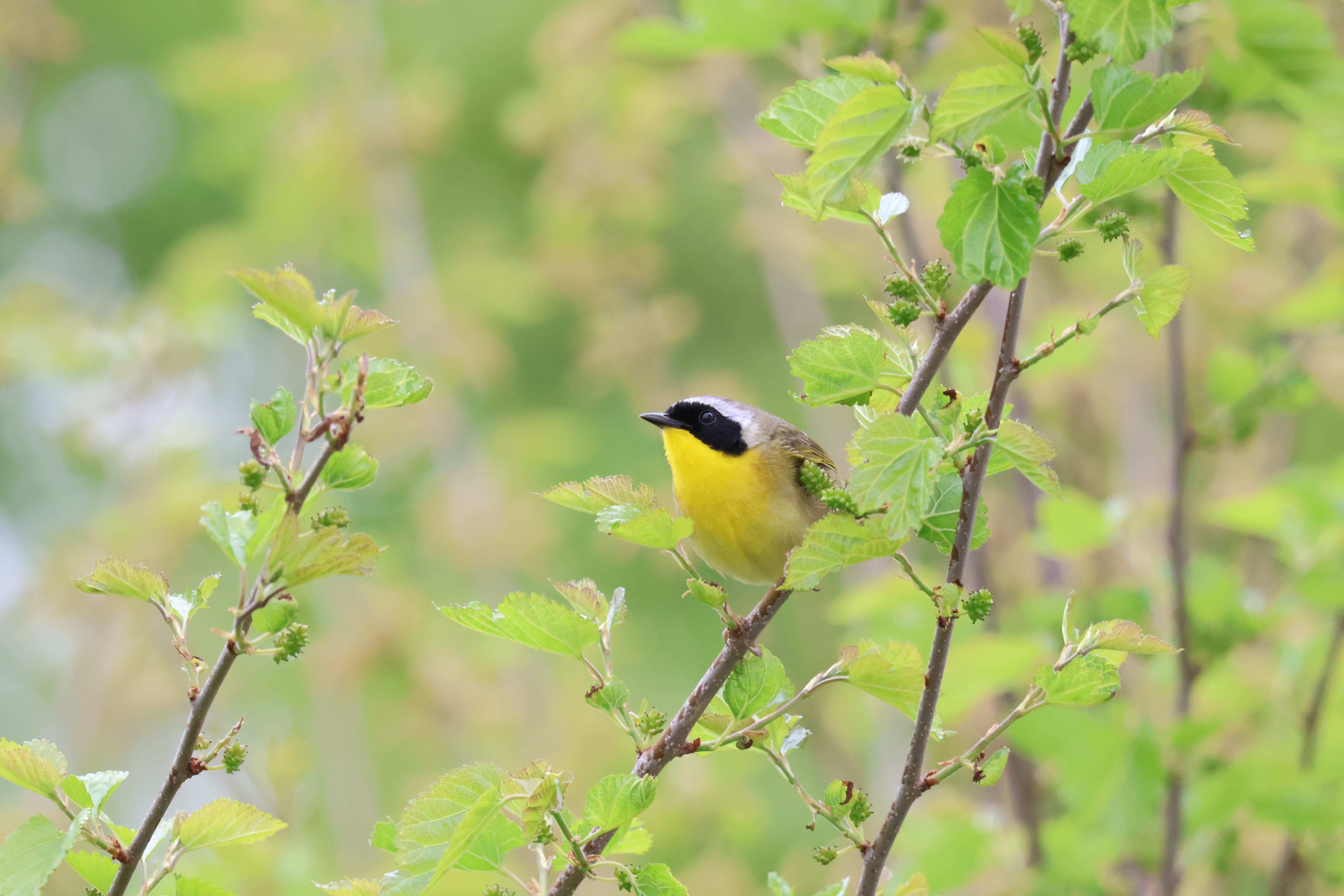 Wildlife photography samples taken with the Canon EOS R10