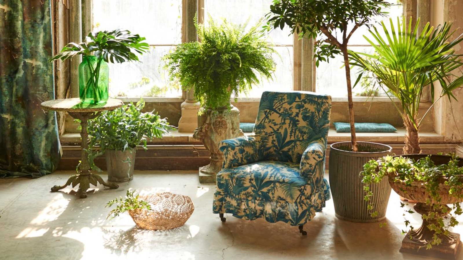 Places to never grow a Boston fern