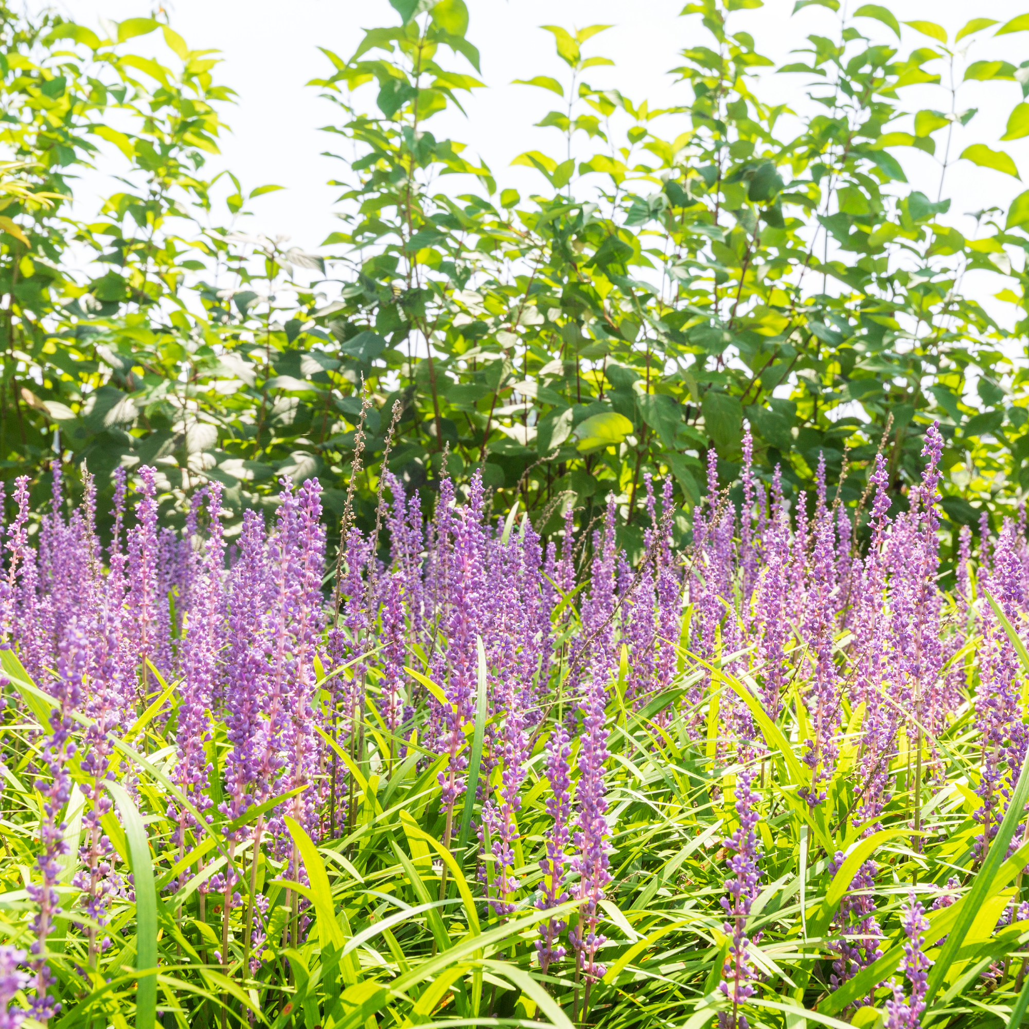 Liriope ground cover in the sun