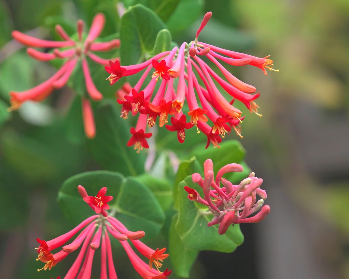 This Non-Invasive Flowering Vine Helps Keep Your Home Cool – And Hummingbirds Love It