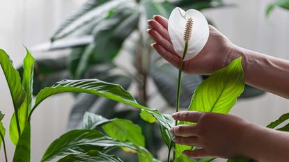 holding a peace lily