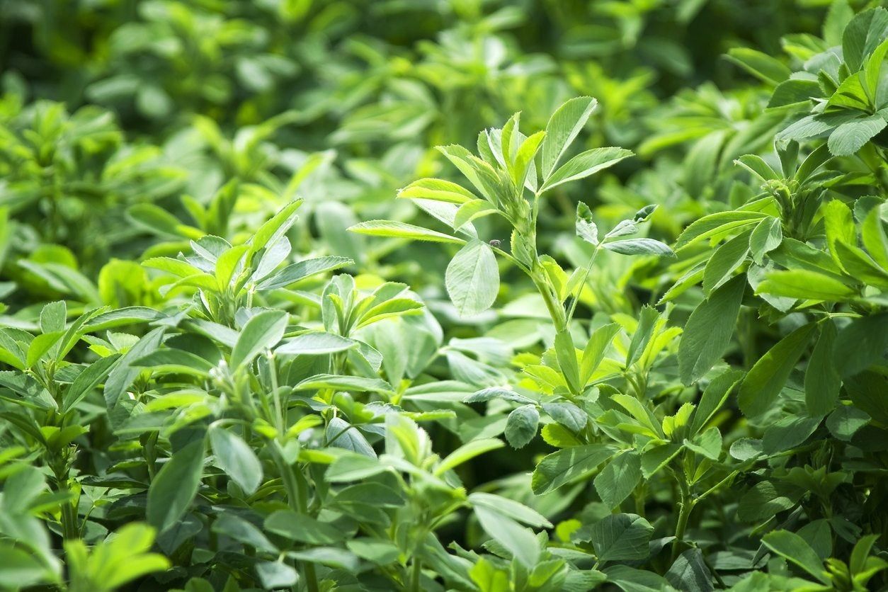 Perennial Legumes Plants