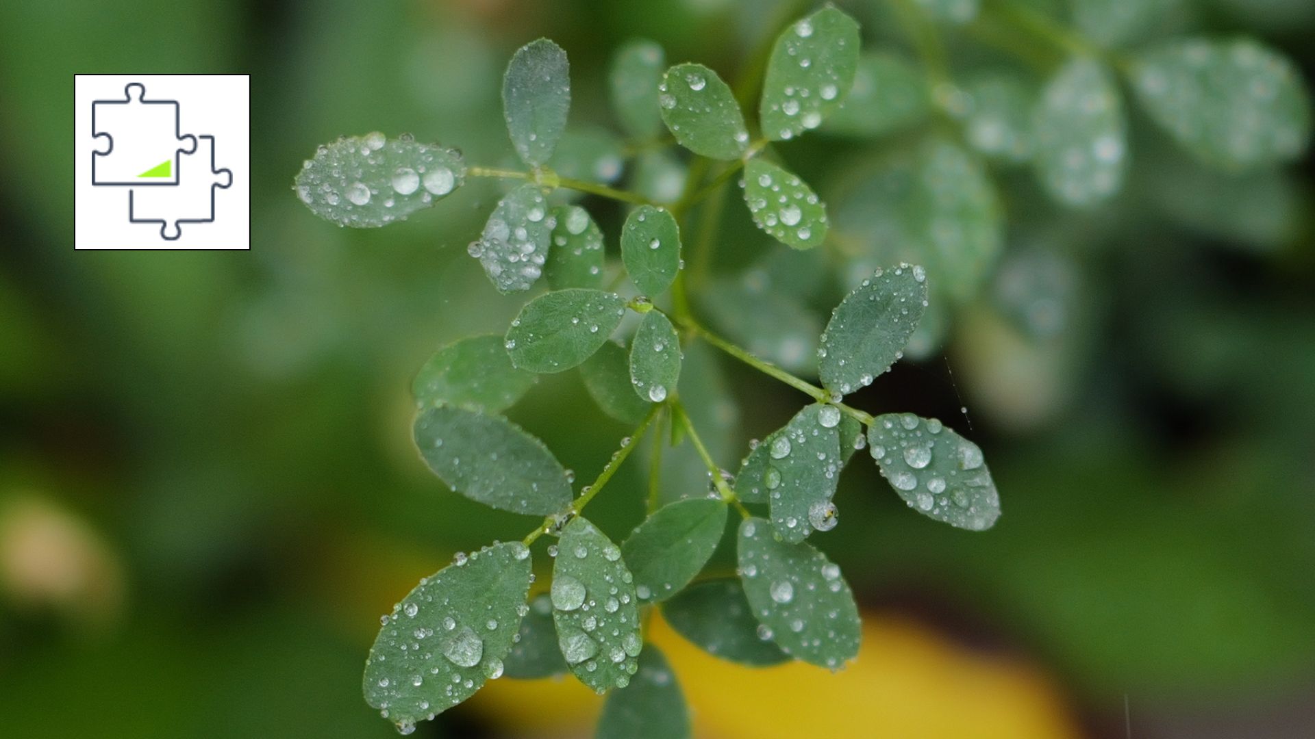 عکس ماکرو از برگ هایی که با قطرات باران می درخشند