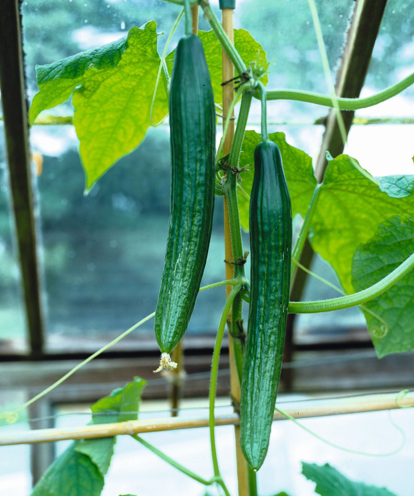 When to fertilize cucumbers expert tips for how to feed Homes & Gardens