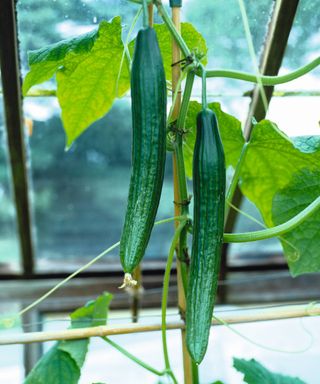 Cucumbers growing on the plant
