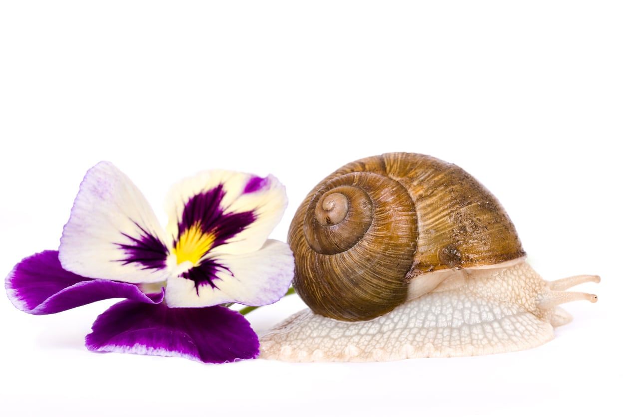 Pansy Flower Next To A Snail