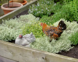 Raised bed garden ideas with an assortment of herbs and two chickens.