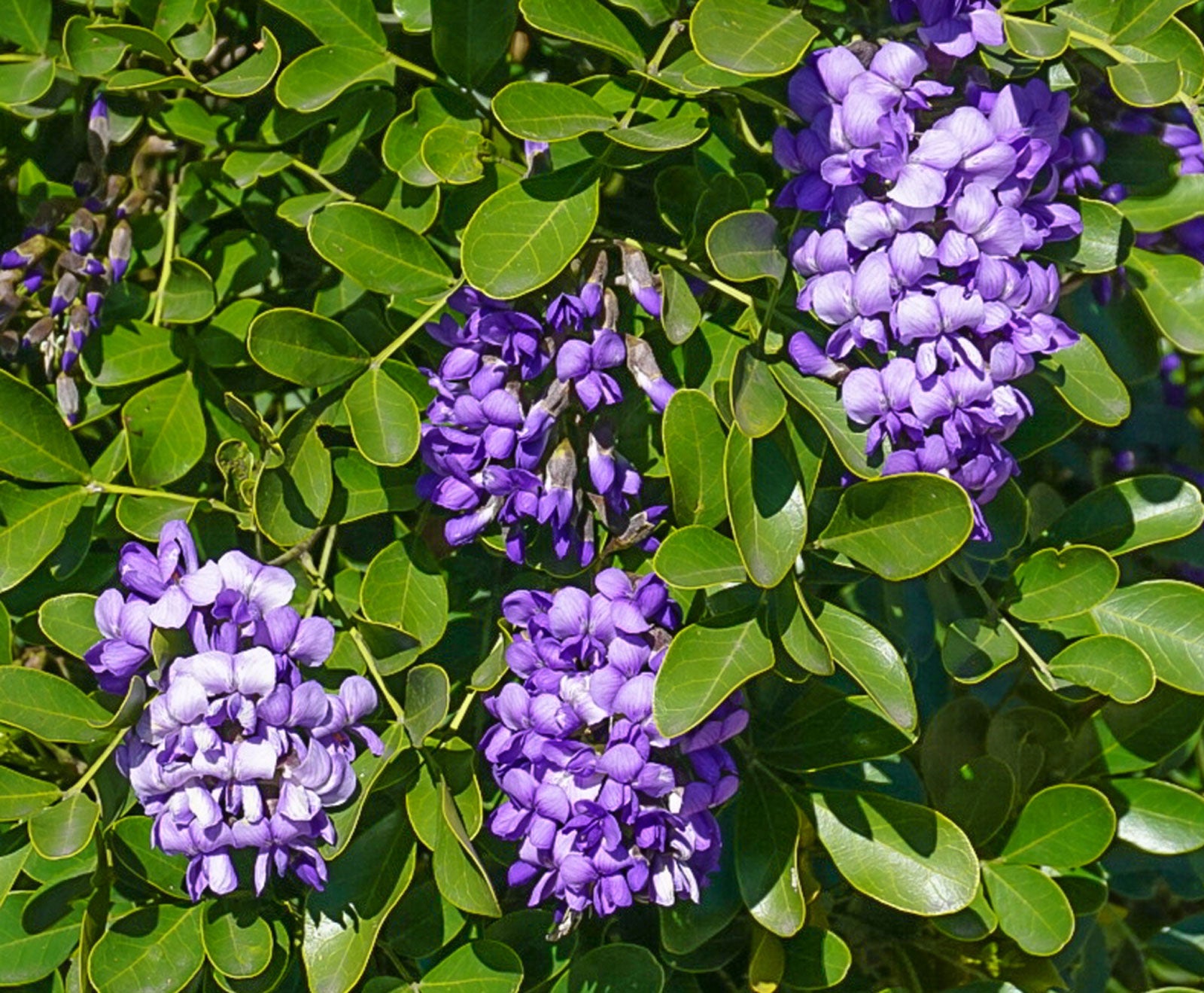 Desert Sage Herbs - Jasmine Flower