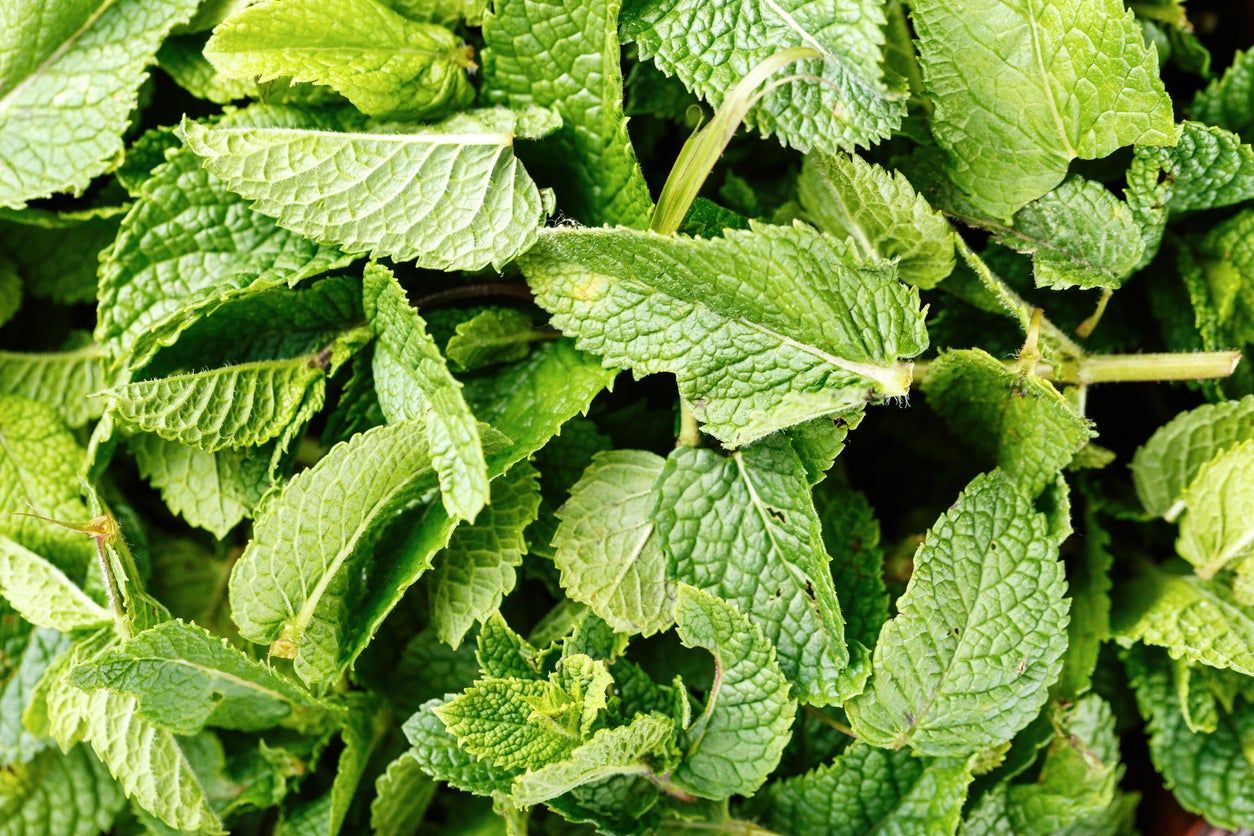 mint compost