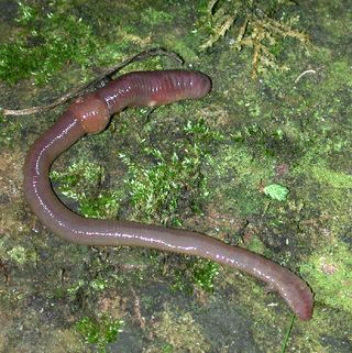 earthworm, worm,