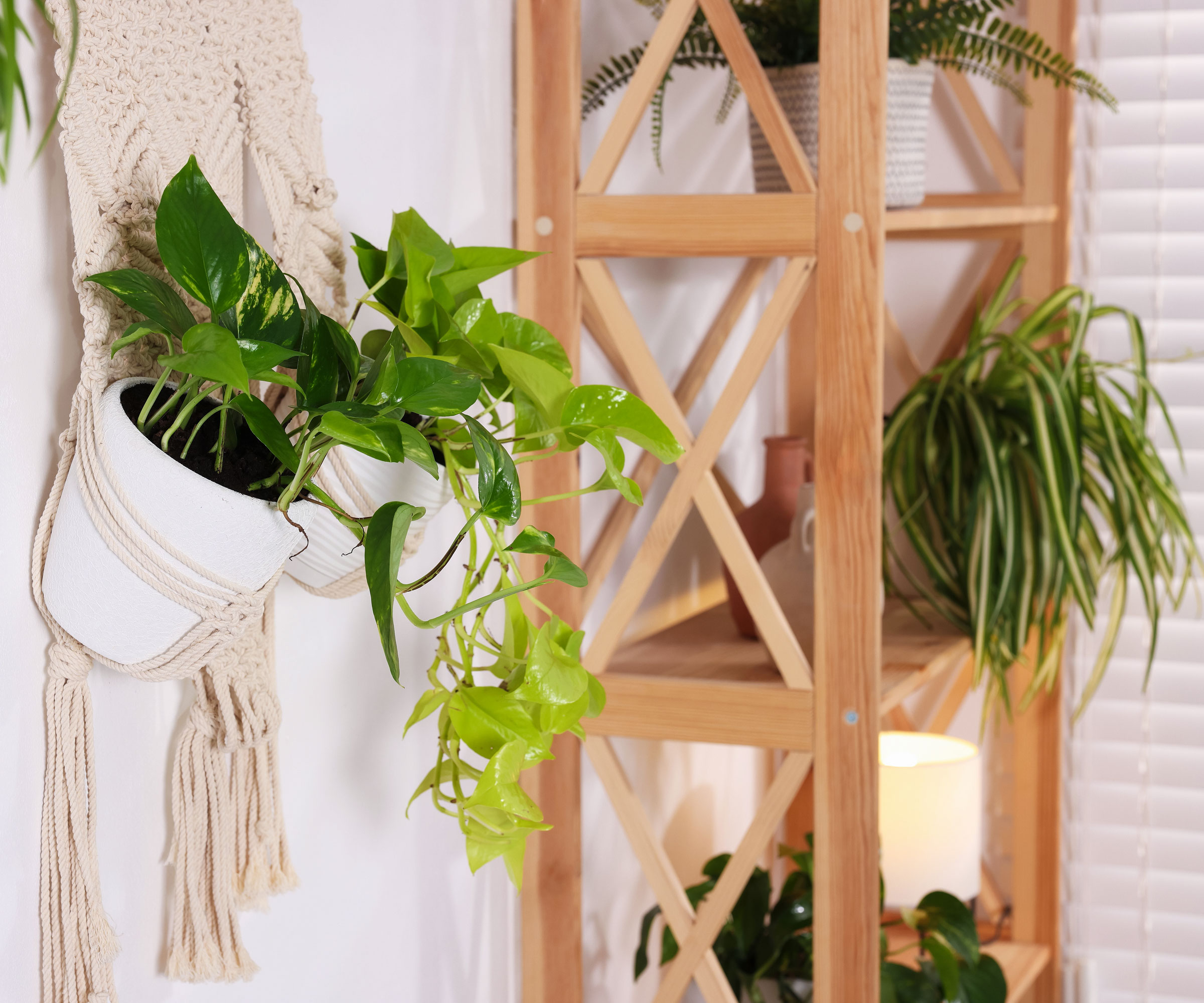 pothos plant in white macrame wall hanger near wooden shelf unit full of houseplants
