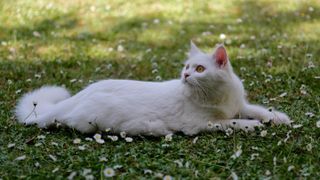 Side view of a Turkish Angora cat lying on lush green daisy flowers garden and looking up