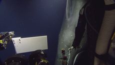 Sperm whale