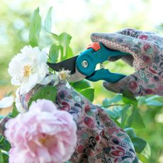 Gardener pruning roses.