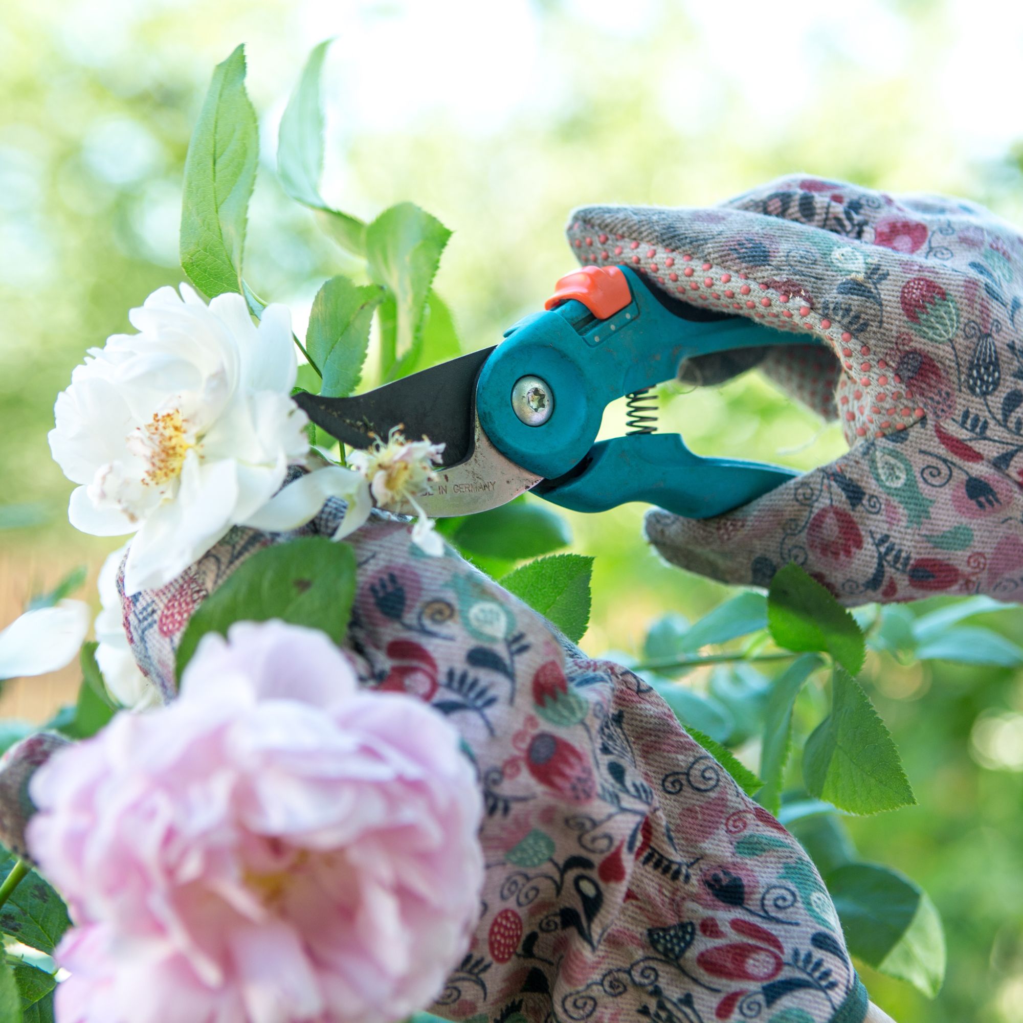 Gardener pruning roses.