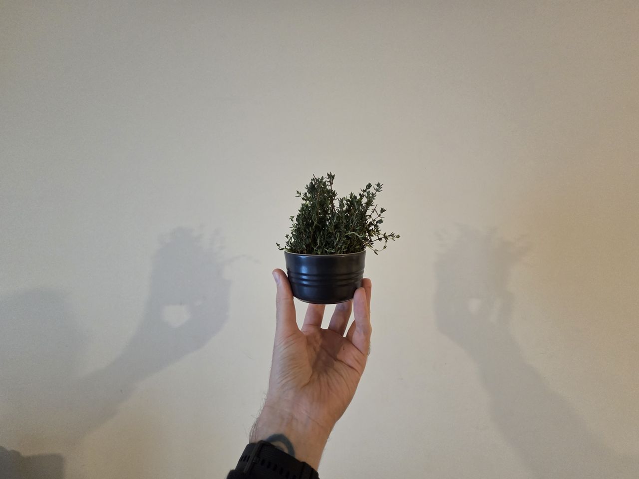A photo captured on the Samsung Galaxy S25