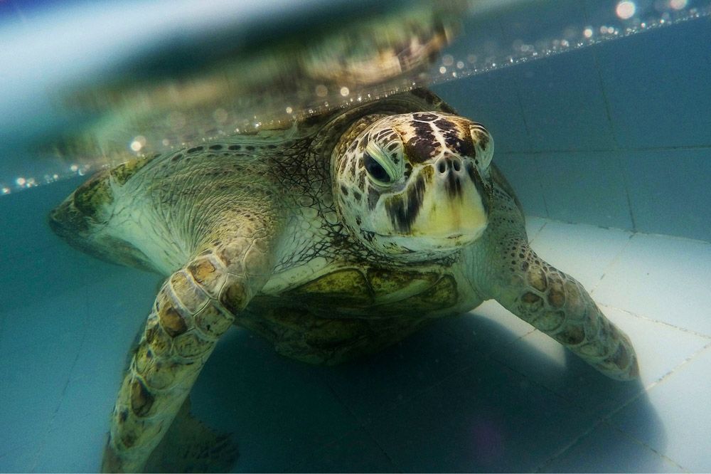 The female green turtle, nicknamed &quot;Bank,&quot; underwent an operation to remove 915 coins from her stomach on March 6, 2017.