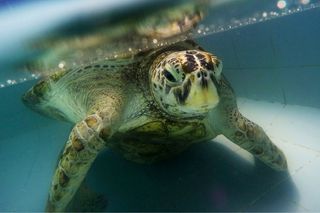 The female green turtle, nicknamed "Bank," underwent an operation to remove 915 coins from her stomach on March 6, 2017.