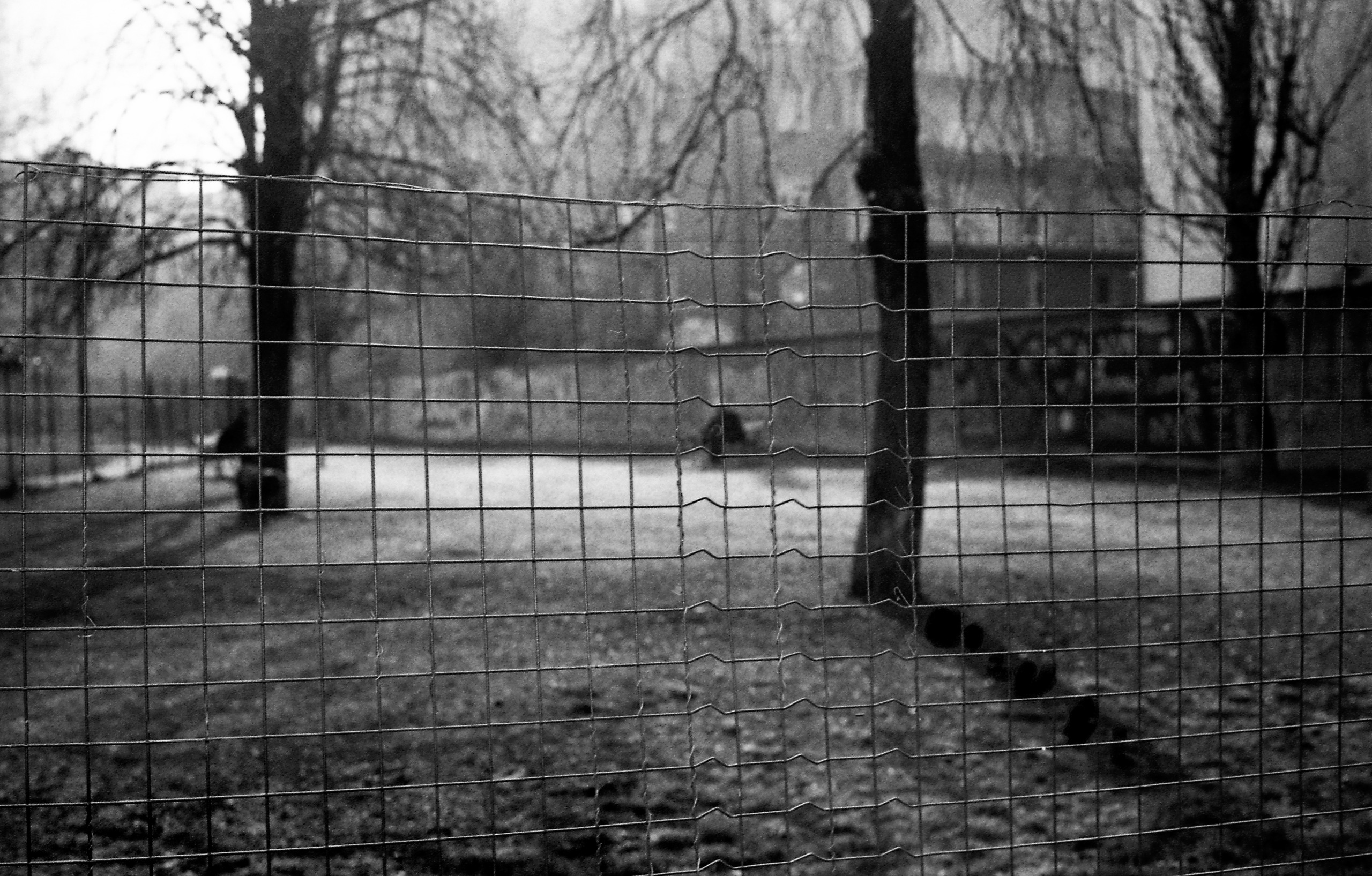 A misty park with bare trees and blurred figures is seen through a sagging wire mesh fence in the foreground.