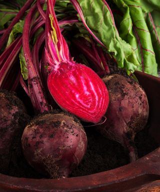how to grow beets and harvest them