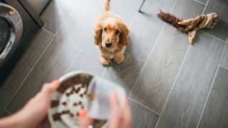 what is dog food sensitivity? 