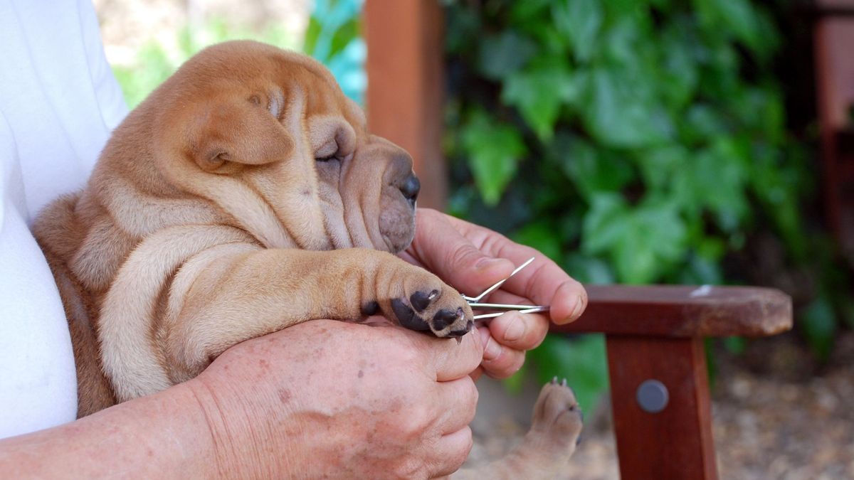 Owner cutting dog&#039;s nails