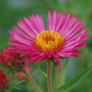 aster Alma Potschke in full bloom