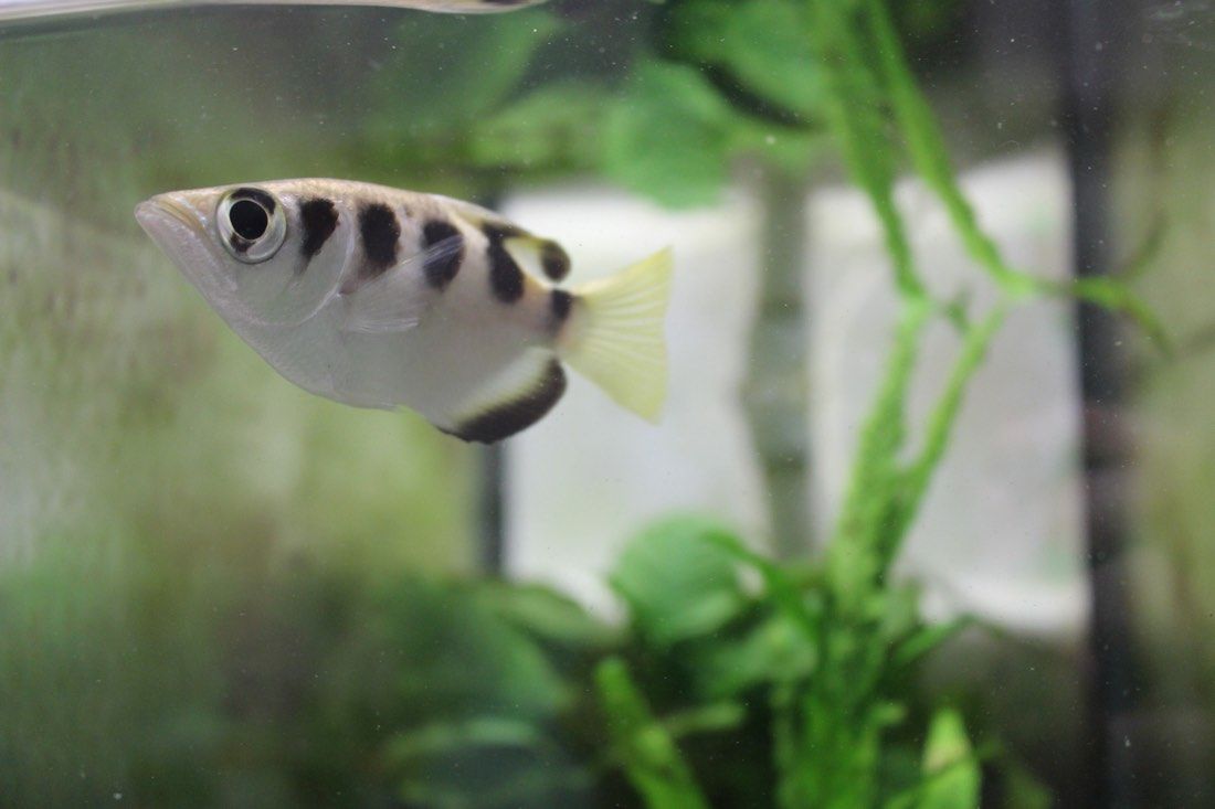 an archerfish