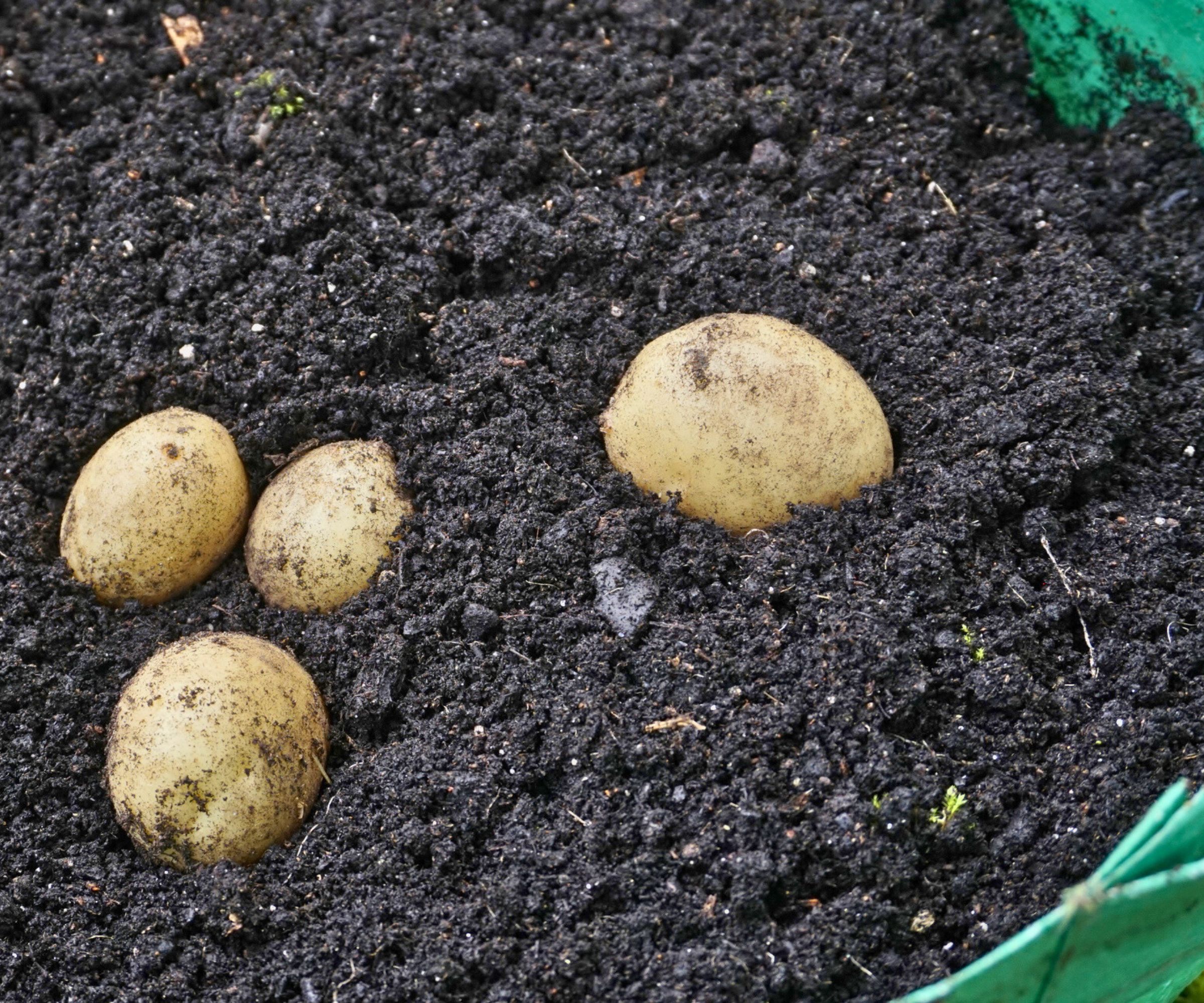 Seed potatoes growing in potato grow bag