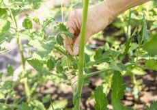 Gardener removes tomato sucker