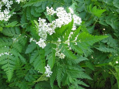 sweet cicely