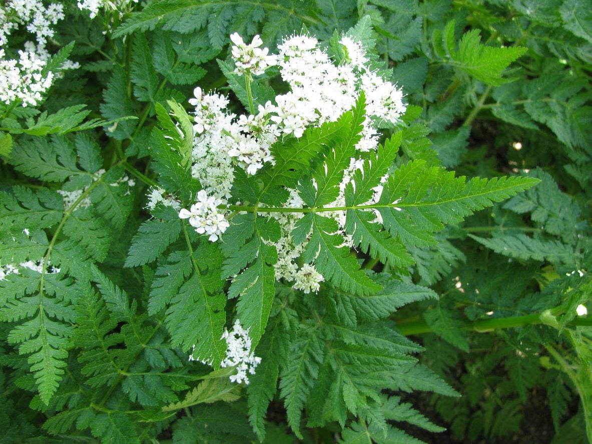 sweet cicely