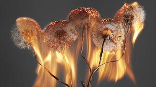 New photo book An Exploding World by Rankin features dandelions on fire