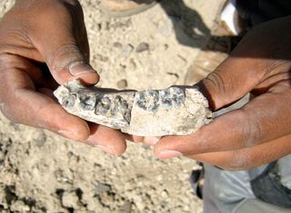 A close-up view of the mandible from an early Homo species.