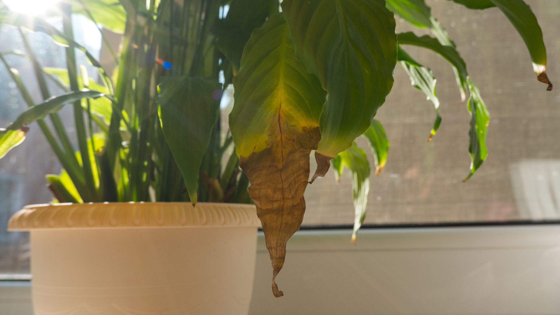 picture of peace lily with browning leaf from sun scorch
