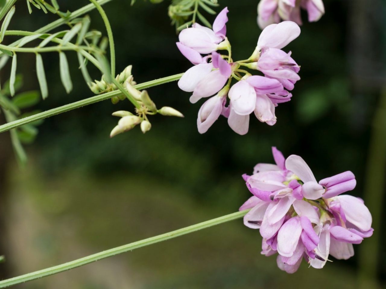 Pink Crown Vetch Plants