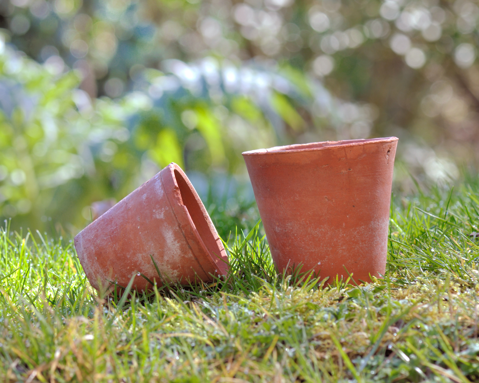 terracotta pots in grass