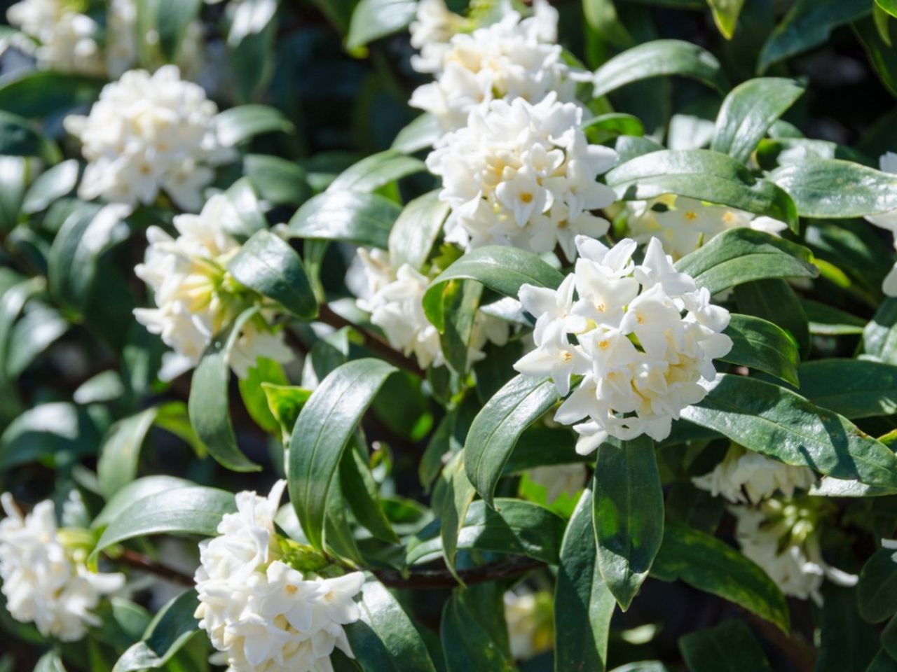 White Flowers On Daphne Plants